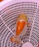 BESSN周轉(zhuǎn)箱過濾箱過濾器滴流盒魚缸過濾盒外置上濾整套魚池水循環(huán)系統(tǒng) 小號3層【箱體+高效濾材套裝+水泵】 曬單實(shí)拍圖