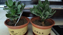 邇英閣大葉玉樹老樁盆栽多肉植物燕子掌室內(nèi)防輻射四季好養(yǎng)綠植凈 玉樹6年苗兩棵【精品力推】 原土（不含盆）15-25CM不等 曬單實(shí)拍圖