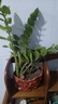 金錢樹(shù)盆栽植物室內(nèi)陽(yáng)臺(tái)花卉客廳大小型綠植喬遷新居植物h 金錢樹(shù)30-50cm（家和萬(wàn)事興盆） 曬單實(shí)拍圖