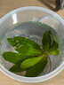 FKSC魚缸水草植物真草造景擺件新手植物蜈蚣綠菊陰性草火山石凈水綠植 火山石小九冠【超值特惠】 曬單實(shí)拍圖