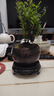 八芽 小葉赤楠盆景擺件室內(nèi)綠植花卉盆栽老樁客廳辦公室桌面好養(yǎng)植物 【推薦款】小葉赤楠+舍得紫砂盆+苔蘚鋪面+底座 曬單實(shí)拍圖