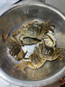 【活蟹】乾澄大閘蟹現(xiàn)貨 全母2.3-2.6兩8只 六月黃鮮活螃蟹去繩足重海鮮禮盒裝源頭直發(fā) 曬單實拍圖