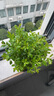 八芽 小葉赤楠盆景擺件室內(nèi)綠植花卉盆栽老樁客廳辦公室桌面好養(yǎng)植物 （【熱銷款】舍得紫砂盆赤楠+苔蘚+底座） 曬單實拍圖
