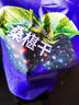 桑葚干新疆特產(chǎn)黑桑椹免洗即食干果泡水泡茶大顆粒新貨 桑葚干500g 曬單實(shí)拍圖