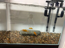 BESSN貝森金晶五線超白玻璃魚缸客廳裸缸家用水草溪流缸6mm50*30*35cm 曬單實拍圖