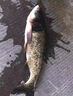谷道香鰱鳙小藥開(kāi)口劑釣浮釣魚(yú)餌伴侶誘魚(yú)劑狂口藥添加劑酸臭大頭魚(yú)餌料 1瓶釣大鰱鳙專(zhuān)用小藥正品 鄧剛浮釣湖庫黑坑競技必加 曬單實(shí)拍圖
