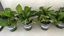 櫻霞綠蘿盆栽室內(nèi)植物綠植水培長藤垂吊大葉綠籮陽臺家用 11O#原裝盆綠蘿拖盤10盆+4肥+ 京東送貨上門 曬單實拍圖