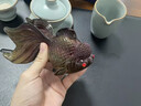 年年有余茶寵擺件金鯉魚變色可養(yǎng)茶玩茶道茶桌茶臺茶具擺設(shè)送禮物 【禮盒裝】金鯉魚 曬單實拍圖