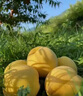 蕉下（beneunder）輕薄透氣隱形襪船襪短襪親膚抗菌棉襪運(yùn)動(dòng)休閑百搭女士學(xué)生AF416 沁柔白+空境粉+鏡郁藍(lán) 船襪 3雙 S 碼數(shù) 34-39 曬單實(shí)拍圖