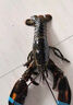 鮮京采 鮮活波士頓龍蝦 凈重450-550g/只 生鮮波龍 保鮮不?；?源頭直發(fā) 曬單實(shí)拍圖