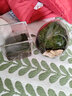 綠蔭巷子苔蘚微景觀生態(tài)瓶私人草坪桌面迷你盆栽辦公室創(chuàng)意教師節(jié)禮物神奇 【成品】蛋殼微景B款 曬單實(shí)拍圖