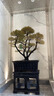 潮裕盆景小葉紫檀盆景老樁植物室內(nèi)造型綠植擺件造景庭院客廳玄關(guān)辦公好養(yǎng) 小葉紫檀盆景5 高端盆景/一物一拍 曬單實(shí)拍圖
