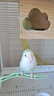 凡賽爾（VERSELE-LAGA）比利時(shí)進(jìn)口凡賽爾A21鸚鵡奶粉A19幼鳥(niǎo)專(zhuān)用牡丹玄鳳和尚灰機(jī)雀繁育 高脂奶粉A19(250g)保質(zhì)期26年8月 曬單實(shí)拍圖