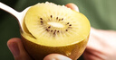 佳沛（zespri）新西蘭 陽光金奇異果12粒禮盒特大果單果約122-146g 獼猴桃 水果 曬單實(shí)拍圖
