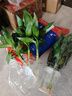 九千谷富貴彎竹6根轉(zhuǎn)運(yùn)竹節(jié)節(jié)高水培綠植花卉50cm高不含瓶源頭直發(fā) 曬單實(shí)拍圖