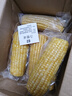 京鮮生東北黃糯玉米棒200g×8根 甜黏玉米 多種包裝隨機發(fā)貨 源頭直發(fā) 曬單實拍圖