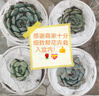綠蔭巷子多肉植物組合套餐肉肉室內(nèi)植物辦公室電腦桌面盆栽好養(yǎng)活小盆栽 【昂斯諾】精養(yǎng)大顆 含瓷盆+托 曬單實(shí)拍圖