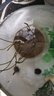 碗蓮種七彩五顏六色水培花卉水養(yǎng)四季蓮花荷花種蓮藕綠植水培蓮子 開口/混色 12粒+生根粉 曬單實(shí)拍圖