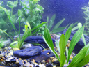 瘋狂水草魚缸造景小米套餐石頭觀賞石全套假山石布景擺件裝飾石子溪流底砂 溪流缸造景套餐（50-60cm缸） 曬單實(shí)拍圖