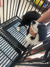 倍妮凈邊牧沐浴露狗狗專用洗澡用品邊境牧羊犬清潔除臭香驅(qū)蟲止癢護(hù)毛素 邊牧專用沐浴露柔順清潔留香香波 曬單實拍圖