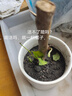 新品矮樁簇生勤花濃香三角梅老樁耐寒耐熱四季開(kāi)花陽(yáng)臺(tái)庭院多色 紅粉佳人/小苗一顆 曬單實(shí)拍圖