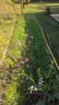 簡(jiǎn)雪花卉種子花籽四季種易活四季開(kāi)花室外鮮花盆栽種植庭院室內多年生 矮桿混色格?；?斤 曬單實(shí)拍圖