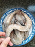 京喜深海白蝦鹽凍基圍蝦速凍超大竹節蝦黑虎蝦無(wú)冰滑皮蝦新鮮蝦類(lèi) 白蝦20-25個(gè) 1斤(凈重)  1斤 曬單實(shí)拍圖
