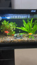 森森金麟超白玻璃魚(yú)缸一體缸自循小型懶人家用水族箱LE-380 曬單實(shí)拍圖