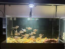 呆寵兒超白背濾側(cè)濾魚缸自循環(huán)造景缸小型生態(tài)桌面金魚缸送貨上門 背濾60*35*30加厚8mm全光譜燈Max 呆寵兒金晶超白+黑玻背景板 一體成型干濕分離盒+一體成型過(guò)濾盒 曬單實(shí)拍圖