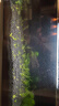 瘋狂水草（FKSC）無(wú)菌杯魚(yú)缸水草造景植物莫斯陰性草缸日本珍珠草魚(yú)缸綠植真水草 無(wú)菌杯組合套餐D 曬單實(shí)拍圖