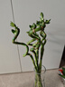 九千谷富貴彎竹6根轉(zhuǎn)運(yùn)竹節(jié)節(jié)高水培綠植花卉50cm高不含瓶源頭直發(fā) 曬單實(shí)拍圖