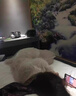美國EOL威哥美國原料進(jìn)口男性補(bǔ)腎壯陽速性功能勃起房事持久不射搭人參片 1盒裝10片【持久不泄】 搭房事特硬助勃過度手淫早i泄調(diào)理敏感射精快增大增粗 曬單實(shí)拍圖