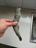 黑虎蝦特大號新鮮冷凍黑虎蝦純海捕水產(chǎn)老虎蝦 新貨1盒裝 450g(凈重)  （凈重） 【18厘米】10只/盒 曬單實(shí)拍圖