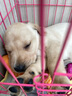 咯咪純種拉布拉多犬活體寵物狗拉布拉多幼犬尋回犬導(dǎo)盲犬小狗 血統(tǒng)級(jí) 曬單實(shí)拍圖