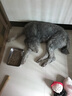 比利瑪格（BILLY+MARGOT）狗糧成犬袋鼠肉無谷高蛋白進口小大型犬雪納瑞進口狗糧通用9kg 曬單實拍圖