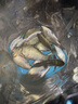 一味化氏經(jīng)典3代魚竿至輕小綜合竿超輕魚桿輕量臺釣竿 5.4m 曬單實拍圖