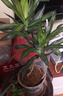 正宗金心百合竹真花真綠植室內(nèi)四季植物懶人容易養(yǎng)活美觀陽臺客廳 高度20+30+40cm3顆（層次感） 曬單實(shí)拍圖