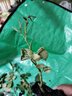 行湘爬藤月季花卉綠植盆栽花園地栽 粉色龍沙20cm左右2棵 源頭直發(fā) 曬單實拍圖