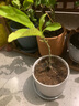 臨雅白蘭花盆栽玉蘭花樹(shù)苗帶花苞黃角蘭室內庭院濃香花卉四季開(kāi)花植物 【白蘭】花苗28-40cm左右 曬單實(shí)拍圖