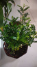 驅(qū)蚊蟲清香木盆栽正宗胡椒木花卉綠植四季好養(yǎng)凈化空氣吸甲醛植物 6年大苗1盆【原盆原土發(fā)貨】+肥料 曬單實(shí)拍圖