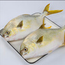 翔泰 海南金鯧魚凈重900g 2條裝  魚類生鮮 燒烤 火鍋食材 海鮮水產(chǎn) 曬單實(shí)拍圖