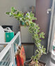 盆景懸崖老樁重瓣陽(yáng)臺(tái)六月雪花卉植物室內(nèi)綠植好養(yǎng)活的盆栽綠植 紅花六月雪+舍得陶瓷盆+底托【熱賣】 帶盆栽好 曬單實(shí)拍圖