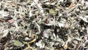 同仁堂 特級(jí)翻白草中藥材500克 新貨 精選野生整棵翻白草帶根 中草藥店 曬單實(shí)拍圖