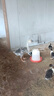 正宗特大種獅頭鵝苗純種假一賠十潮汕原種獅頭半大幼雛鵝順豐包活 買2送1  共3只（每只130g左右） 曬單實(shí)拍圖