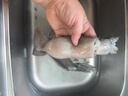 美加佳 鮮凍整只大魷魚（2-3只） 凈重550g 整條魷魚 深海捕撈 海鮮水產(chǎn) 曬單實拍圖