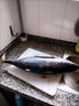 新鮮金槍魚一整條進(jìn)口深海捕撈冷凍生鮮海魚日式料理無污染刺身魚 深海6-11斤/3條【解饞】 曬單實拍圖
