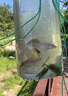 抓魚神器抓魚瓶小溪捉魚撈魚兒童戶外塑料抓小魚工具倒須捕魚全套 大號(hào)抓魚瓶+12米拉繩2包餌料地插 捕魚器 曬單實(shí)拍圖