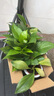 特價(jià)綠蘿盆栽室內客廳辦公室吸甲醛凈化空氣水培植物綠植花卉好養 【實(shí)惠2盆】綠蘿+原盆原土 整體含盆高度20-25cm 曬單實(shí)拍圖