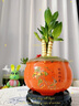 幼薇富貴竹室內(nèi)植物節(jié)節(jié)高桌面綠植帶根好養(yǎng)步步高花卉文昌竹客廳盆栽 富貴竹叢林+橘黃南瓜陶瓷盆+圓形底盤 帶盆栽好 曬單實(shí)拍圖