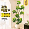 嘆為觀(guān)止 大型盆栽 單桿辮子發(fā)財(cái)樹(shù)天堂鳥(niǎo)綠蘿散尾葵辦公室內(nèi)開(kāi)業(yè)喬遷禮品 造型鴨腳木1.6-1.8米【圓球盆】 含盆 曬單實(shí)拍圖